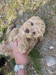 Shihpoo valpar, leveransklara, besiktigade UA