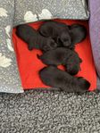Labrador SKK brun valp