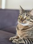 kastrerad Hankatt
