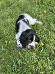 Engelsk springer spaniel hanvalp söker fodervärd 