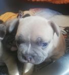 Fransk bulldog valpar