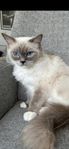 Ragdoll