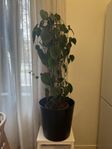Klätterkalla, Philodendron scandens