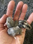 Hamster-ungar