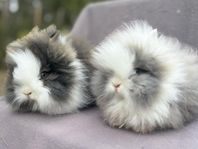 kaninungar/dvärgteddy