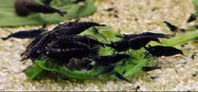 Neocaridina Räkor, UltraBlue! TOPP!