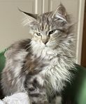 Renrasig Maine Coon kattunge