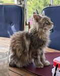 Maine Coon kattunge med stamtavla