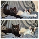 Underbara Maine Coon kattungar 