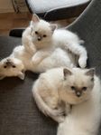 100% Ragdoll