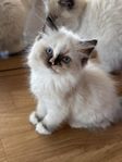 ragdoll kattungar 