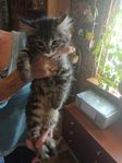 kattunger