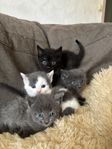 Kattungar söker kärleksfulla hem - får flytta 2/7