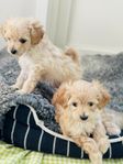 Valpar - blandning pudel och pomeranian