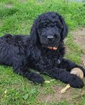 Leveransklar Goldendoodle valp