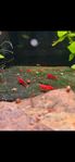 Neocaridina Räkor,  FireRed OE, HÖG KVALITÉ!