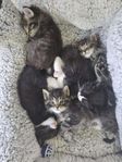Bondkatt 5 ungar + 2 mammor