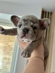 Fransk bulldog exotisk,tik 