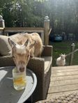 get och bock 