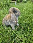 Kaninungar fransk vädur