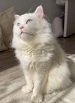 Katter