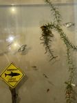 platy fiskar