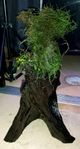 Stor rot till akvarium