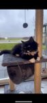 Brittisk långhår/Ragdoll mix