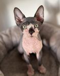 Söta små sphynx kattungar med stamtavla i Sverak 