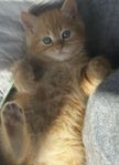 Sötaste bustroll 50% ragdoll/perser