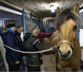 Föreläsning & Kurs häst Sadeltillpassning 
