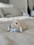 Minilop och Dvärgvädur