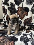 Mops/Shih Tzu valpar 