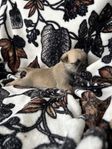 Mops/Shih Tzu valpar 