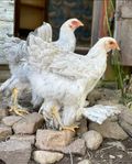 Brahma isabell grupp