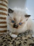 Renrasiga ragdoll kattungar. Supersociala uppfödda i familj