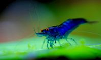 Räkor Neocaridina Blue Dream OE