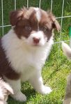 Aussie valp