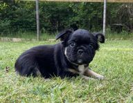 Svenskfödda Fluffy Black and tan Fransk Bulldog valpar 