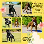 Staffordshire bullterrier 