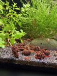 Neocaridina Räkor, BloodyMary dark! 
