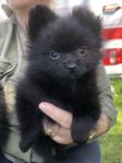 pomeranian papillon 