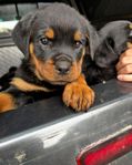 Rottweiler Valpar Leveransklara