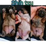 shih tzu valpar 