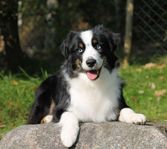 Miniature American Shepherd Valpar