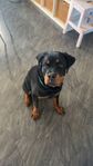 Rottweiler hane 7månader