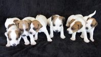 Jack Russell Terrier valpar 