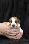 Jack Russell Terrier valpar 