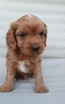 cavapoo hanvalpar