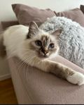 Helig birma kattungat